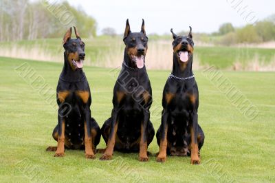 three dobermans