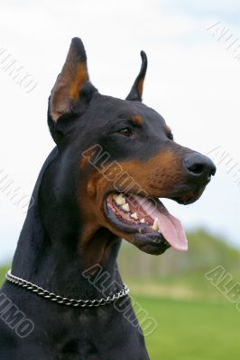 portrait of black dobermann