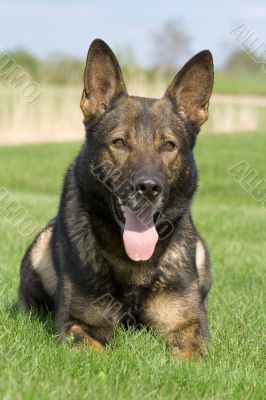 German sheep-dog