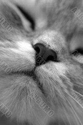 nose of a cat