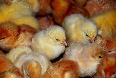 young chicks