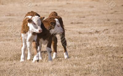 two calfs