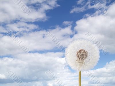 blowball and sky