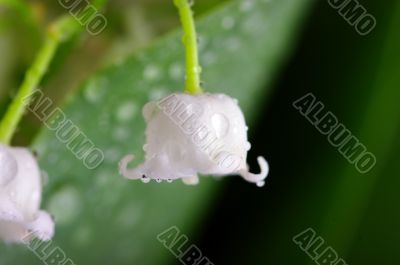 Lily-of-the-valley against a pale green background