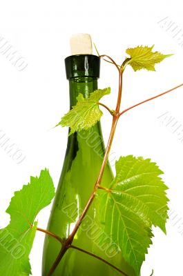 Wine bottle with young grape vine branch