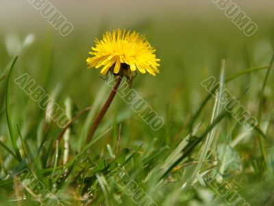 Yellow dandelion