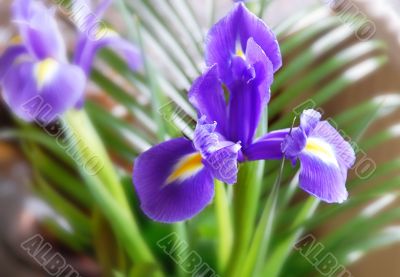 Purple iris
