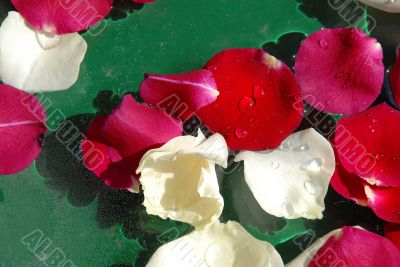 Rose petals background