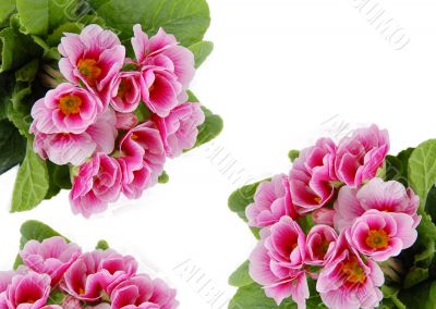 Pink flowers card
