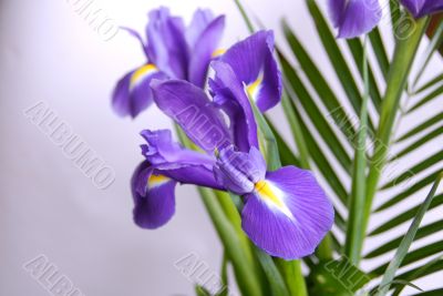 Irises