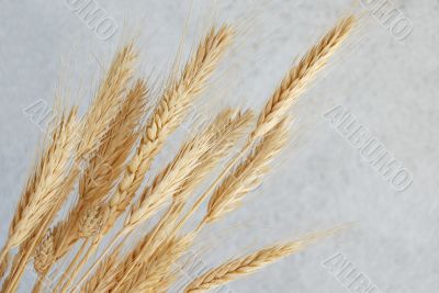 wheat ears