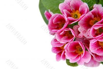 Spring flowers