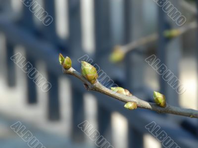 Spring background