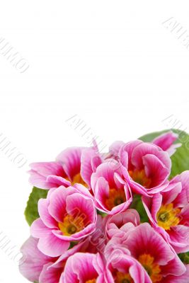 Spring flowers