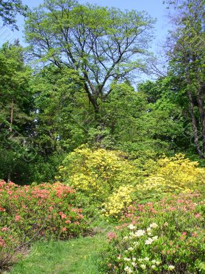 Park in springtime