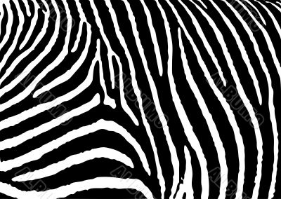 zebra pattern large