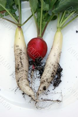 picked fresh radishes