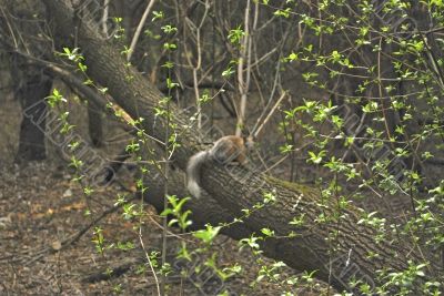 may forest with squirrel