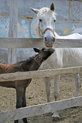 mare with foal