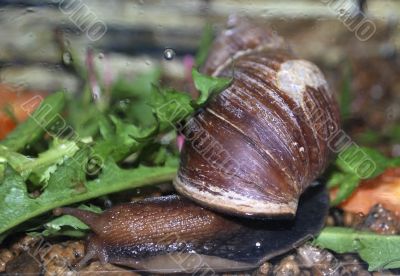 snail