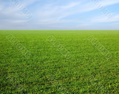 clear blue sky over a green field