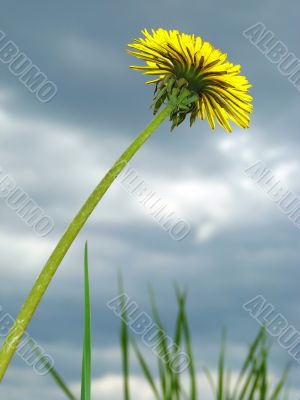 dandelion