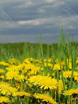 yellow dandelions