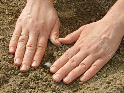 sowing garlic