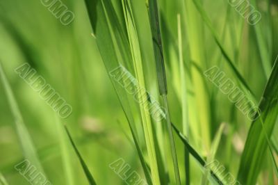 Green herb on background