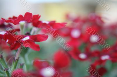 Red Flowers