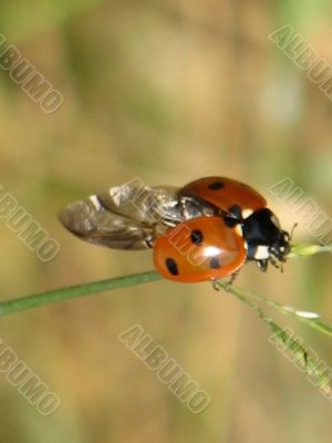 little insect "ladybird"