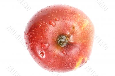 Red apple