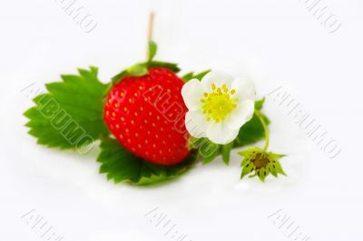 Strawberries and flowers on white background