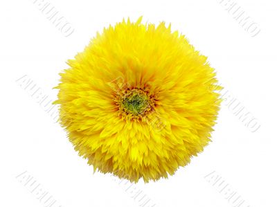  yellow flower isolated on white background
