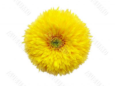  yellow flower isolated on white background