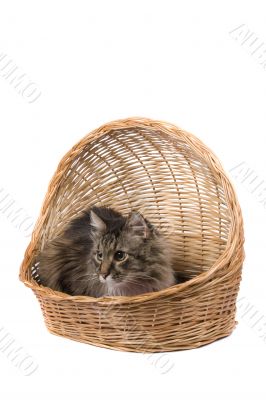 Cat in wicker basket