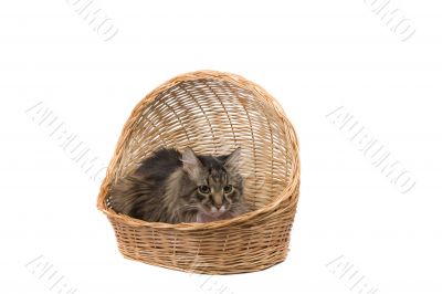 Cat in wicker basket