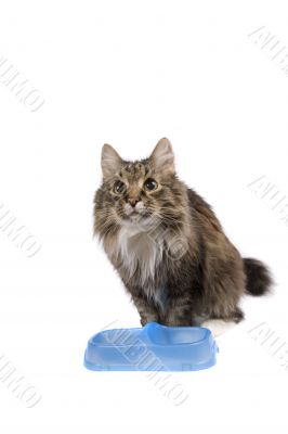 Cat with empty bowl cadge meal.