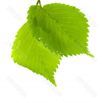green leaves