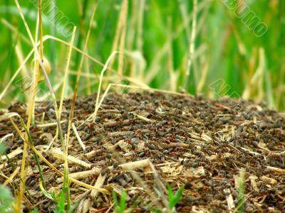 ants on anthill