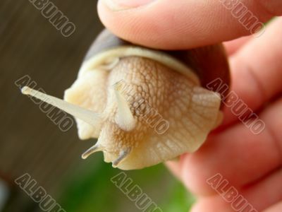 snail in human hand