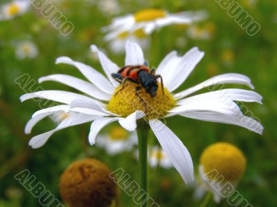 bug on chamomile front view