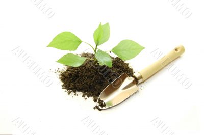 cultivated of a young plant on a white background