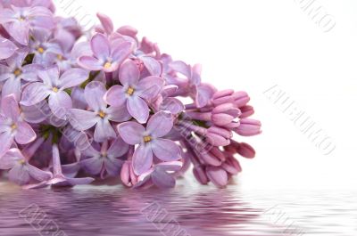 lilac flowers and reflection over white