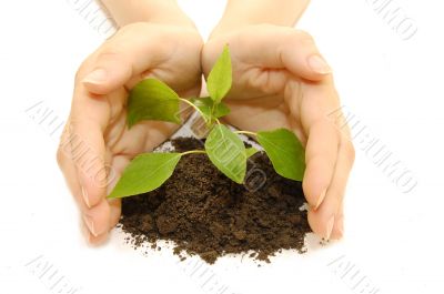 plant in hands on white