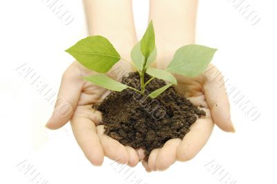 Growing green plant in a hand isolated on white background