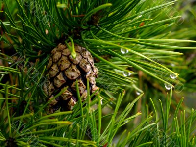 piny cone on a branch after rain