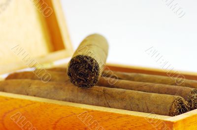 cigars texture. Cigars in box.