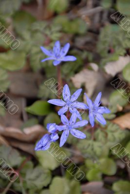 blue spring flowers