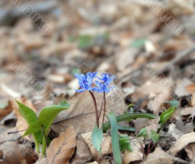 blue spring flowers